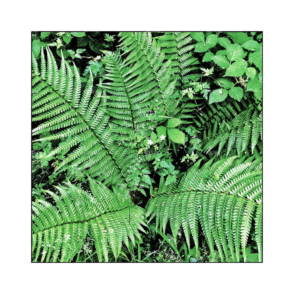 Fern
