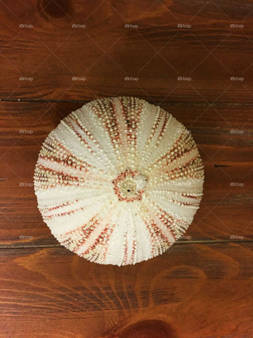 Seashells and serenity 