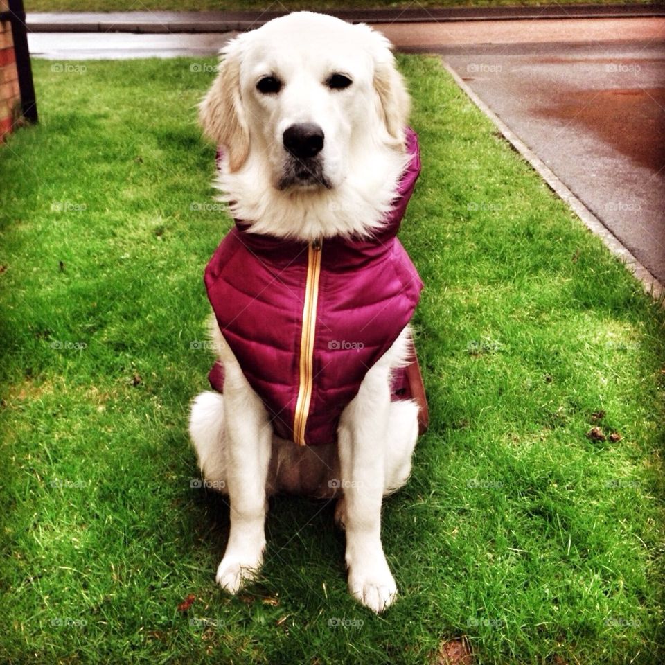 Zoe - Golden Retriever