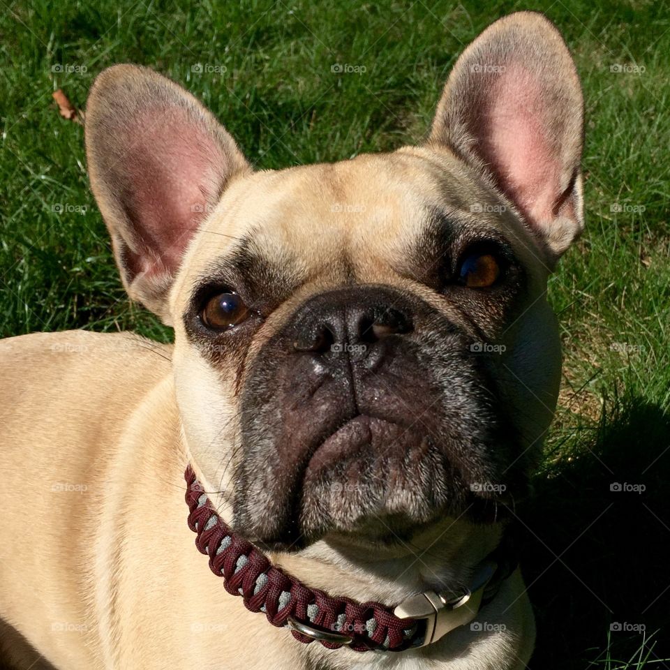 Monty the French Bulldog