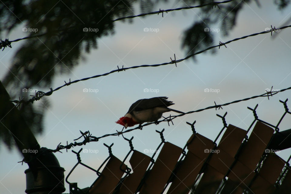 fence bird barbed wire red head by mengzishiliu