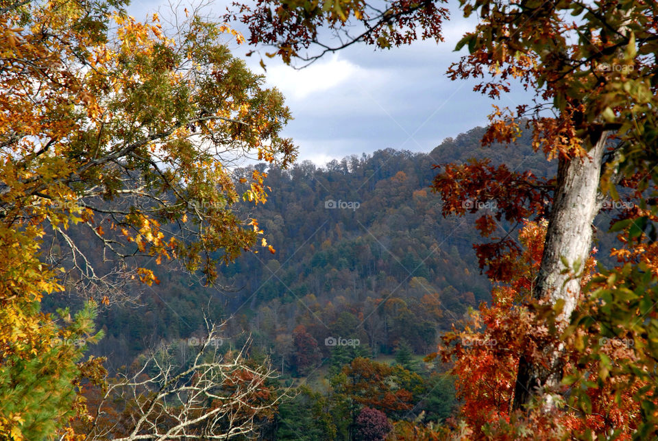 nature outdoors colors tree by refocusphoto