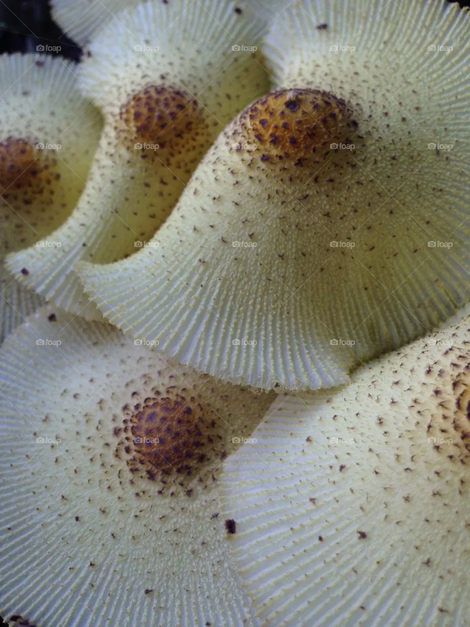 Mushrooms