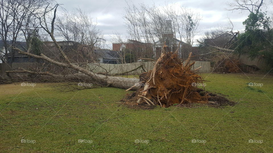 tornado damage pecan tree