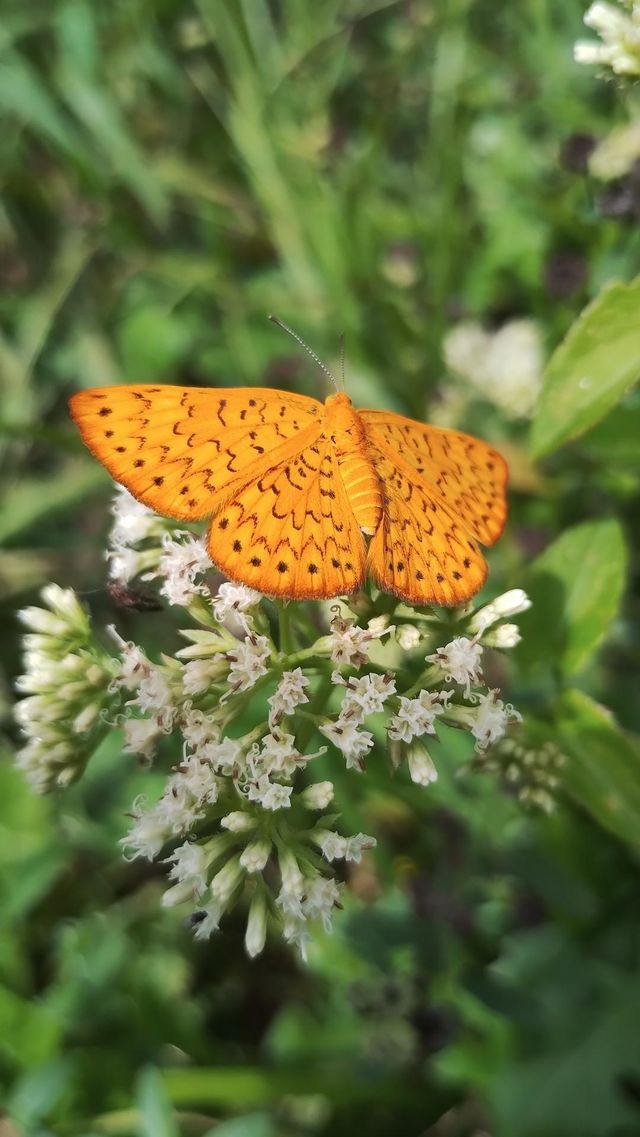 BUTTERFLY 🦋