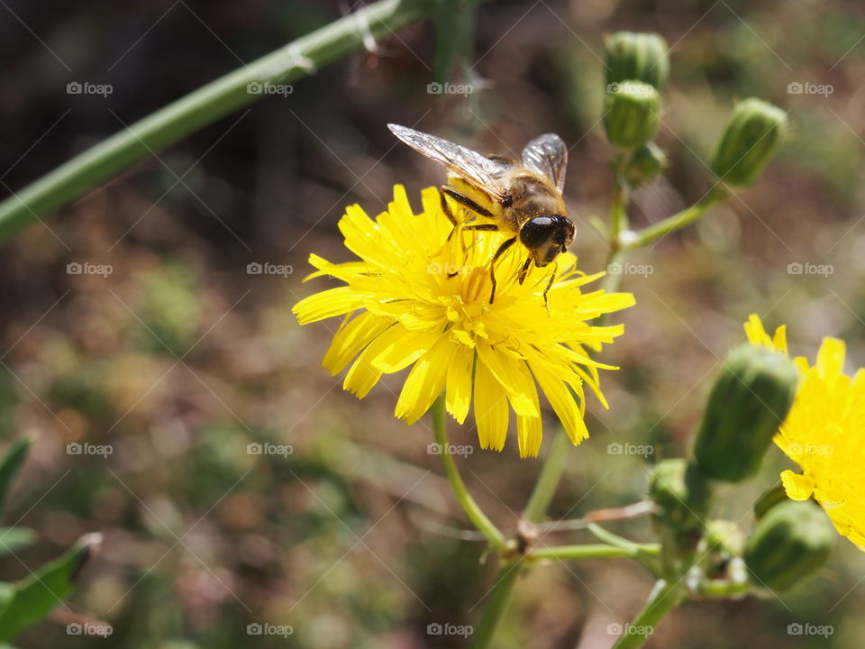 Bee pichi gracias pollen in a yellow field flower