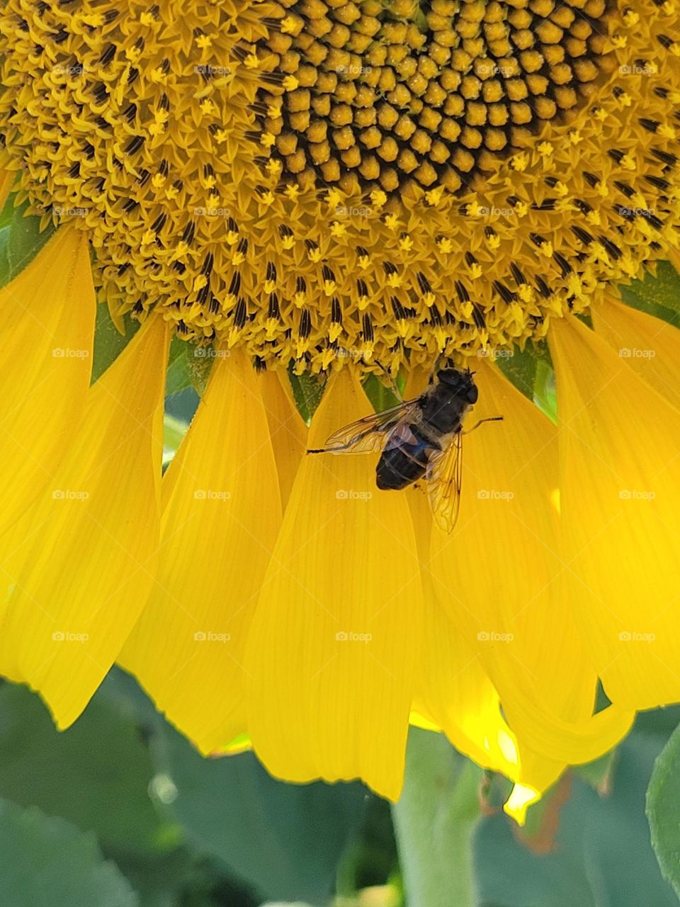 el color amarillo del girasol