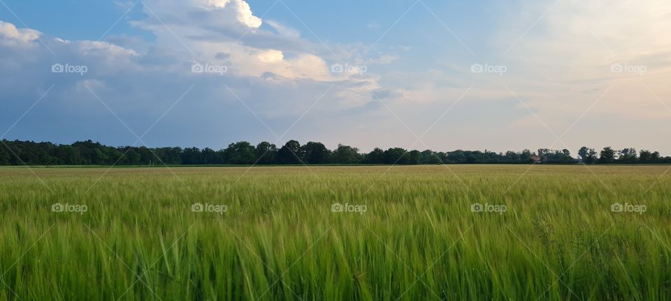 grain field