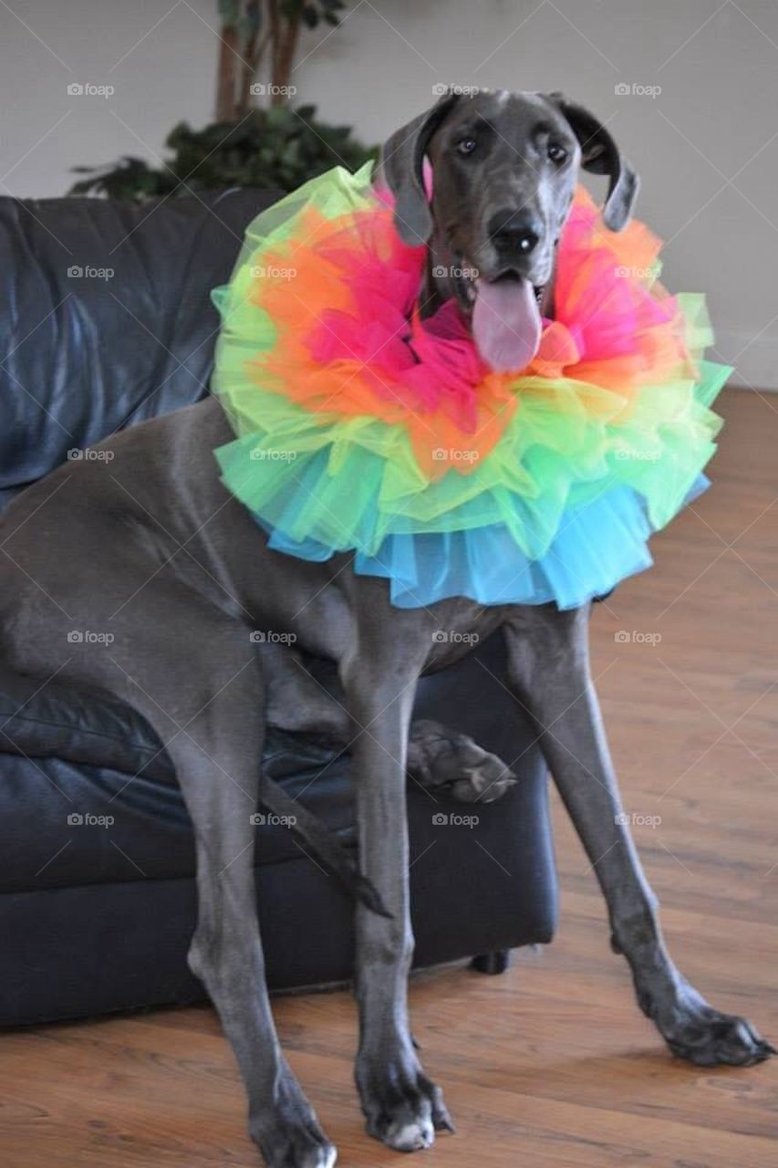 Great Dane sitting fancy