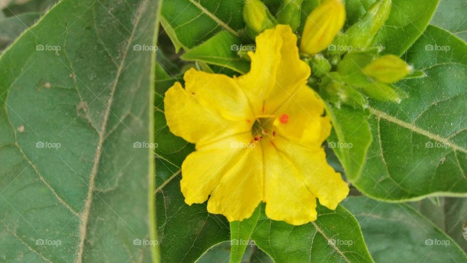 Beautiful yellow flowers