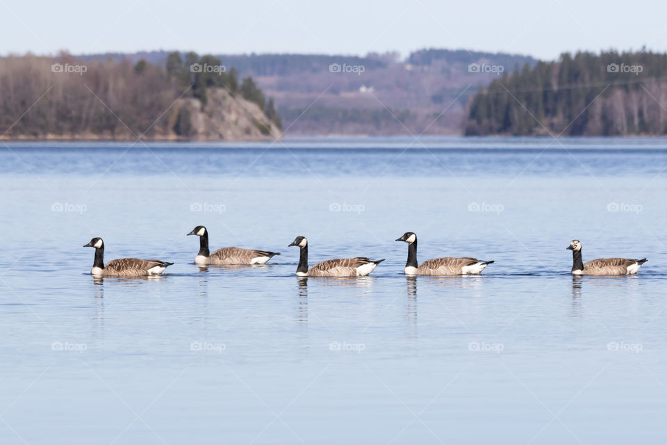 Migrating Canada geese birds are returning in early spring, swimming in beautiful lake 