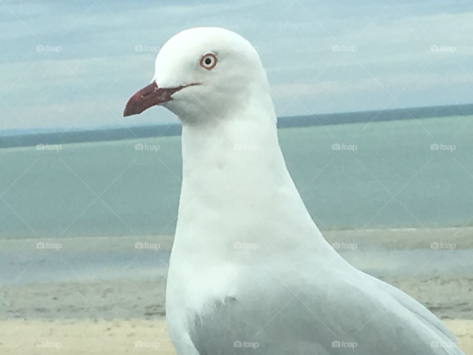 Seagull closeup perched on car