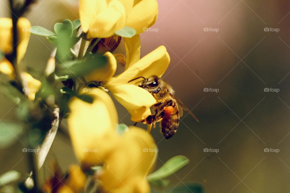 Bee on yellow flower 