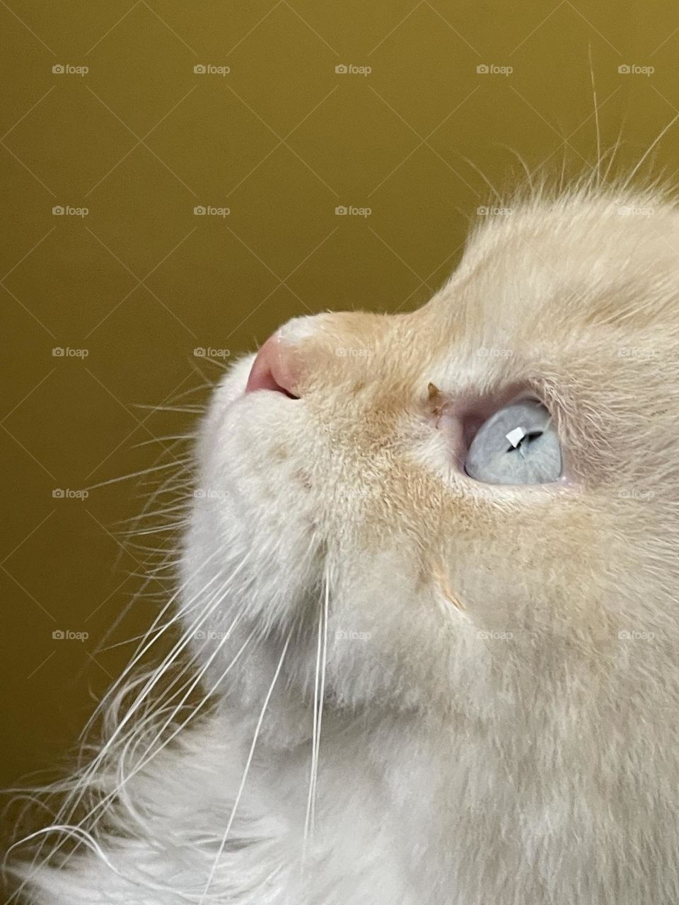 Mewo mewo mewo mewo mewo mewo