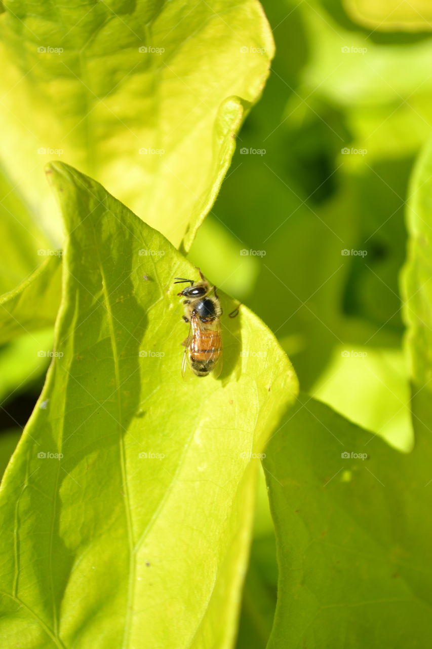 Honeybee grooming herself while hanging onto the edge of a sweet potato vine leaf.