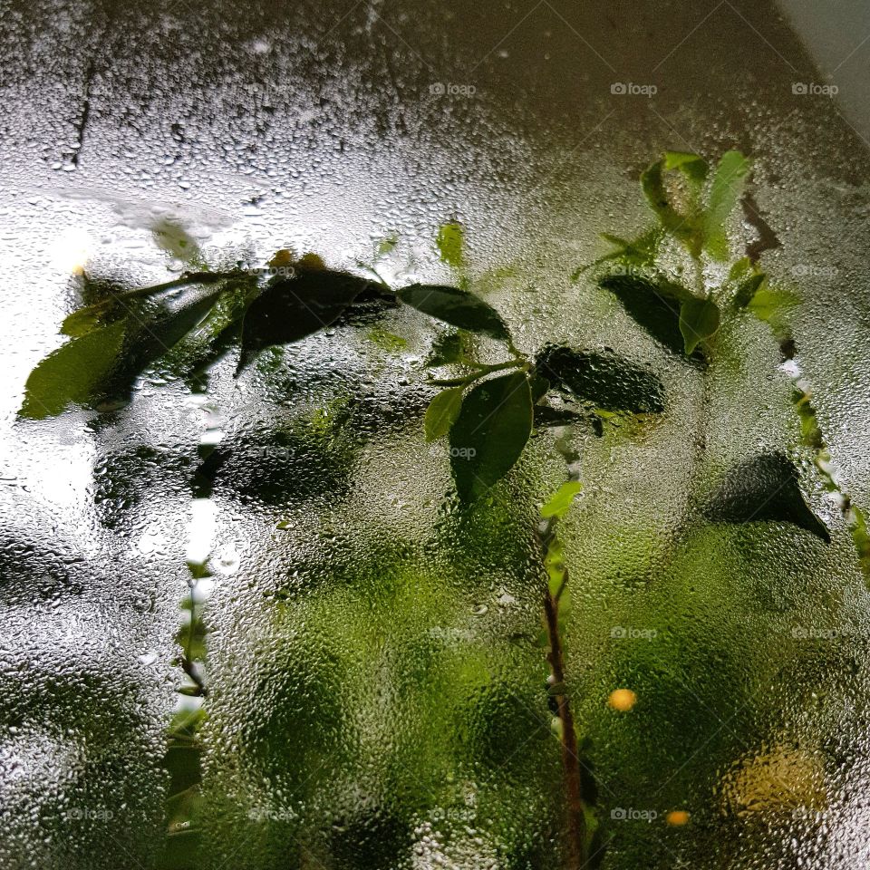 Water drops on glass background green leaves