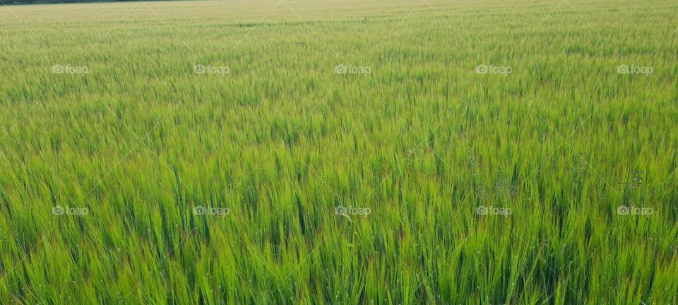 grain field