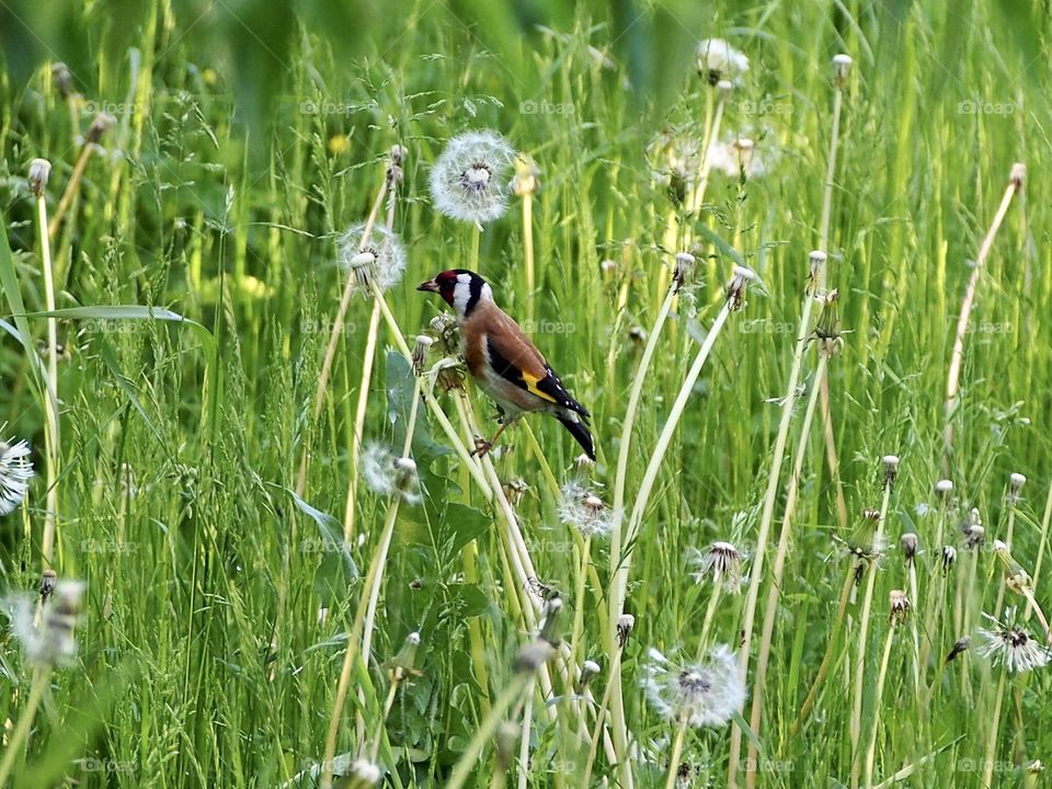 Goldfinch in the meadow