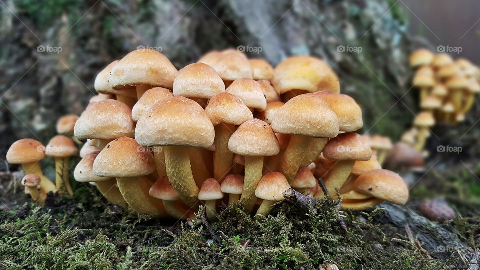 Close-up of mushroom