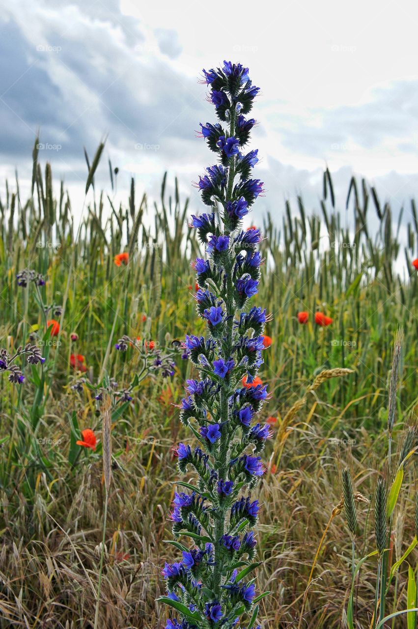 Viper's bugloss