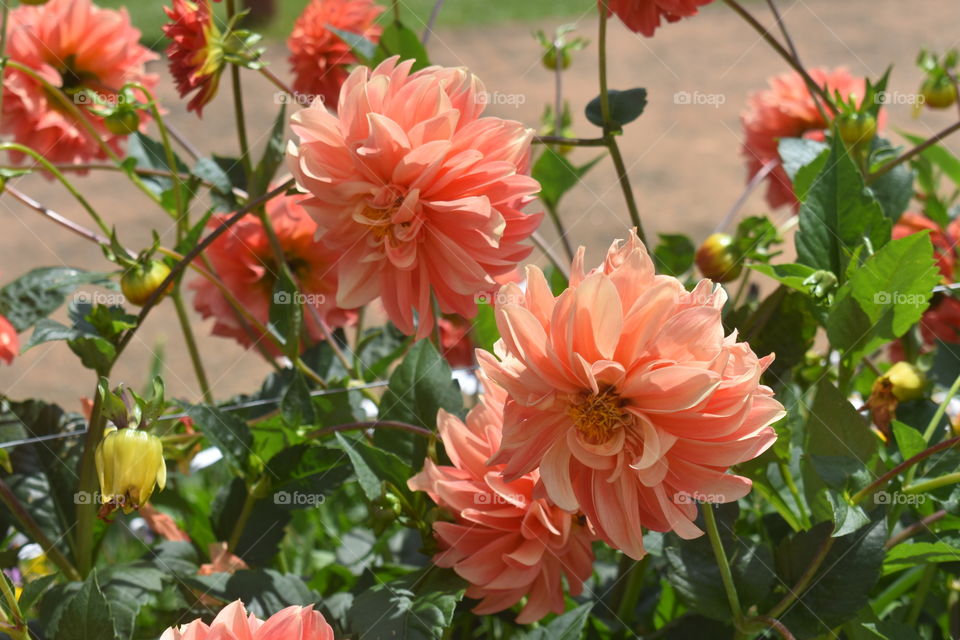 Eye soothing Beautiful flowers