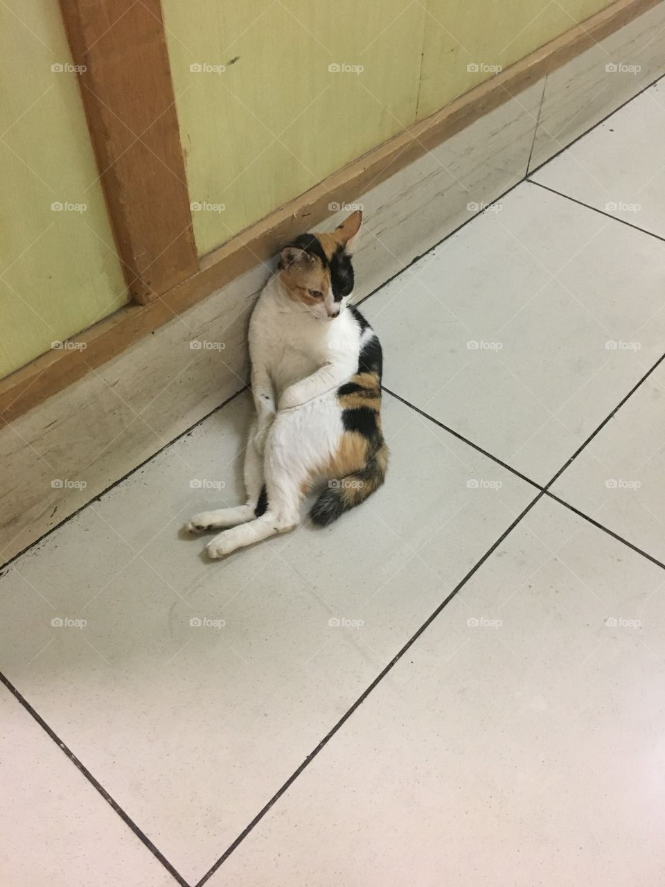 Poser cat