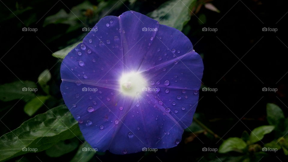 the stunning beautiful purple and violet colour mixing flower in my garden