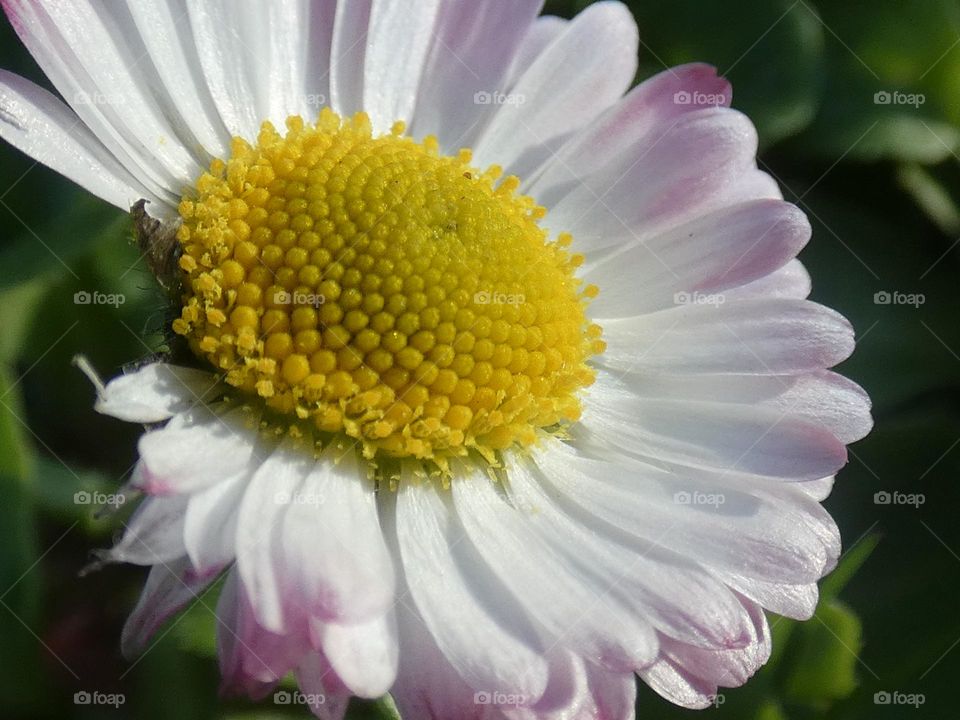 Macro of The dat, the Yellow Queen