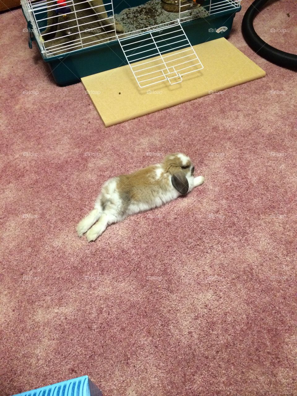 Rabbit relaxing
