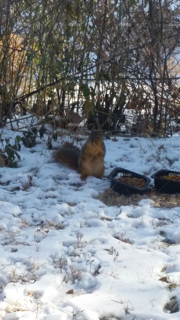 Mr. Squirrel