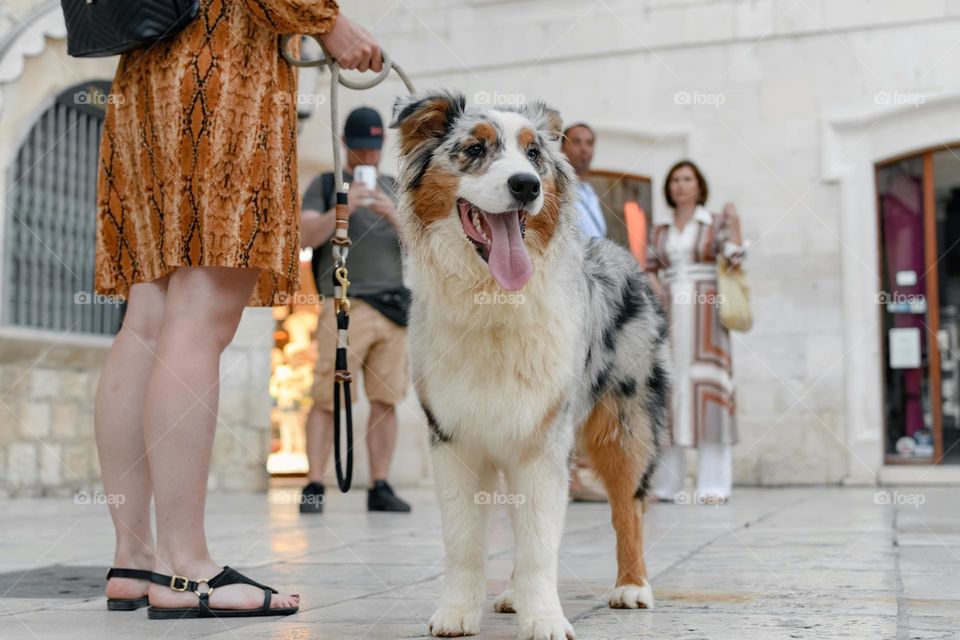 Woman holding beautiful australian shepherd dog on leash in city