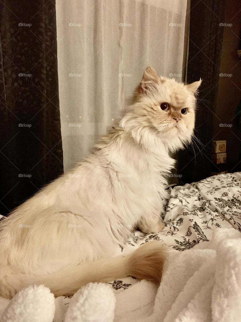 Rocky; my Himalayan cat 💖