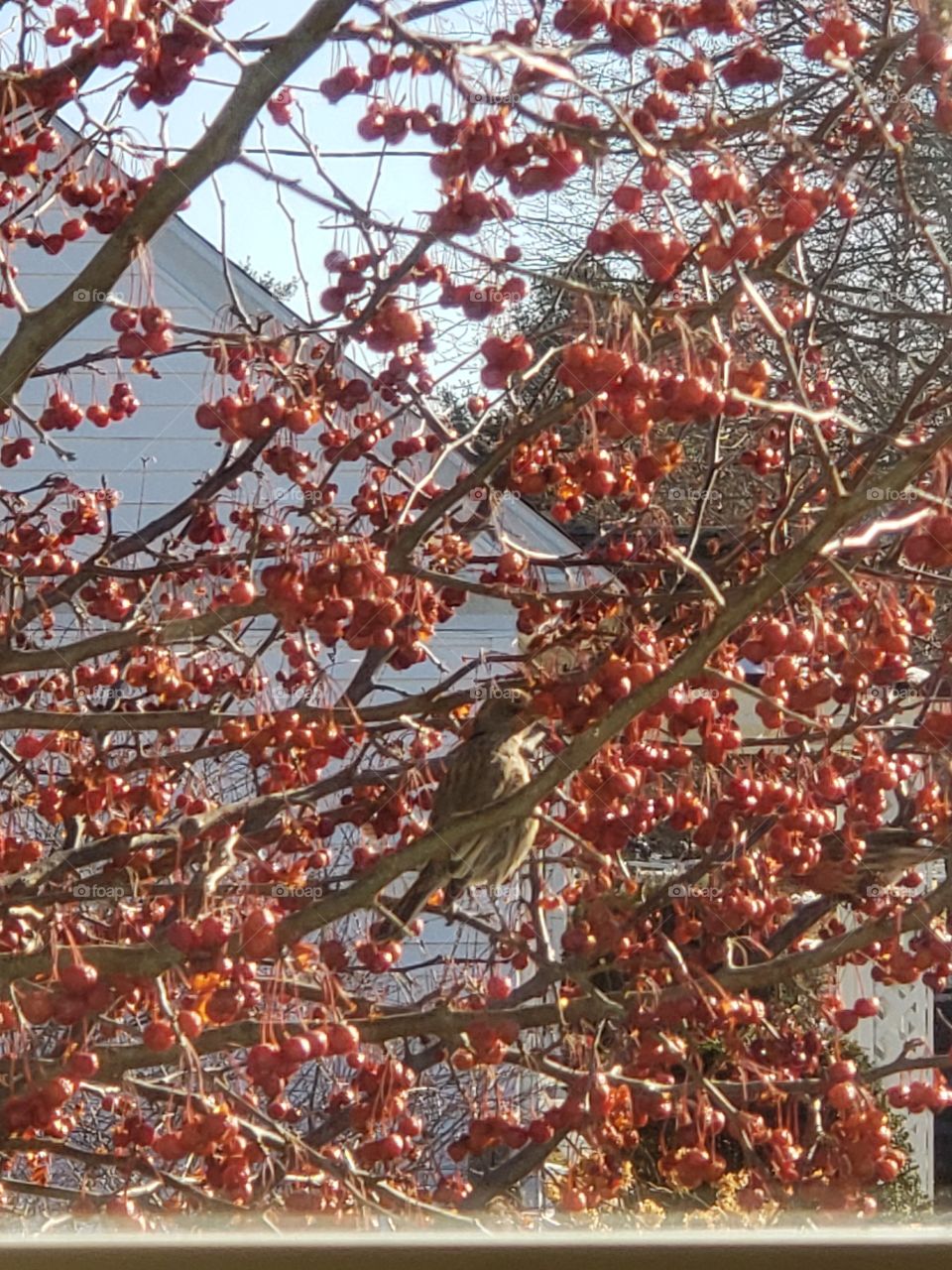 birds eating in tree