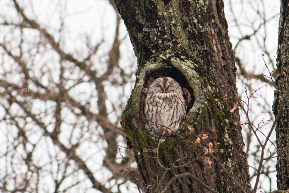 Owl perched in a tree 