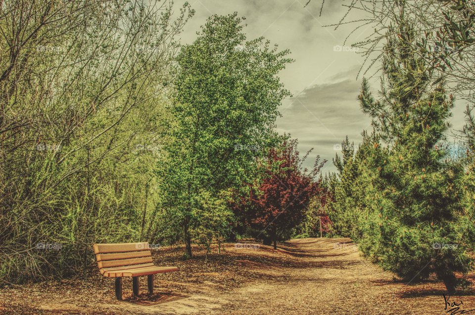 Nature park bench