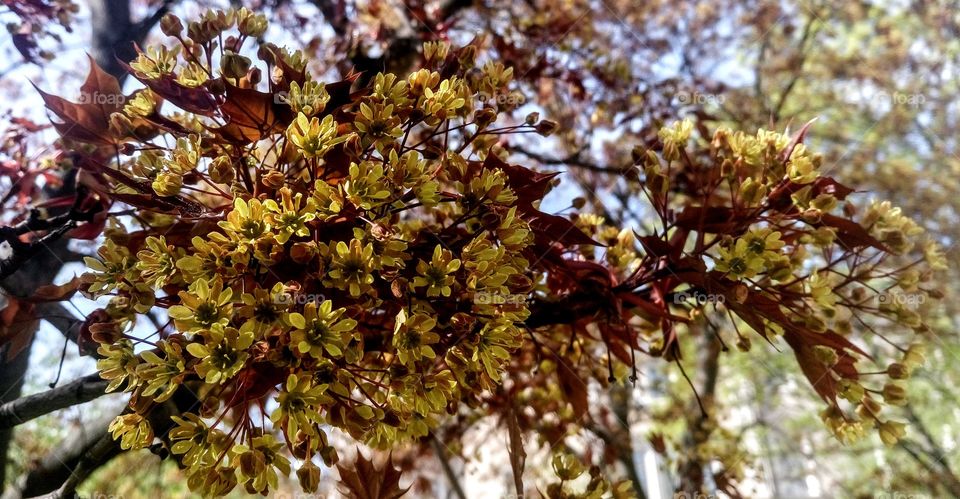 Flowering maple