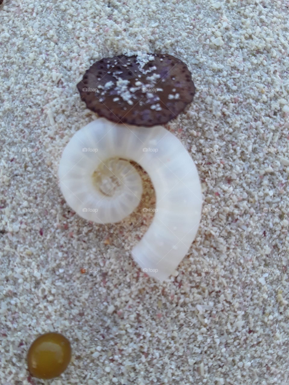 seashell and other gifts of nature on the beach