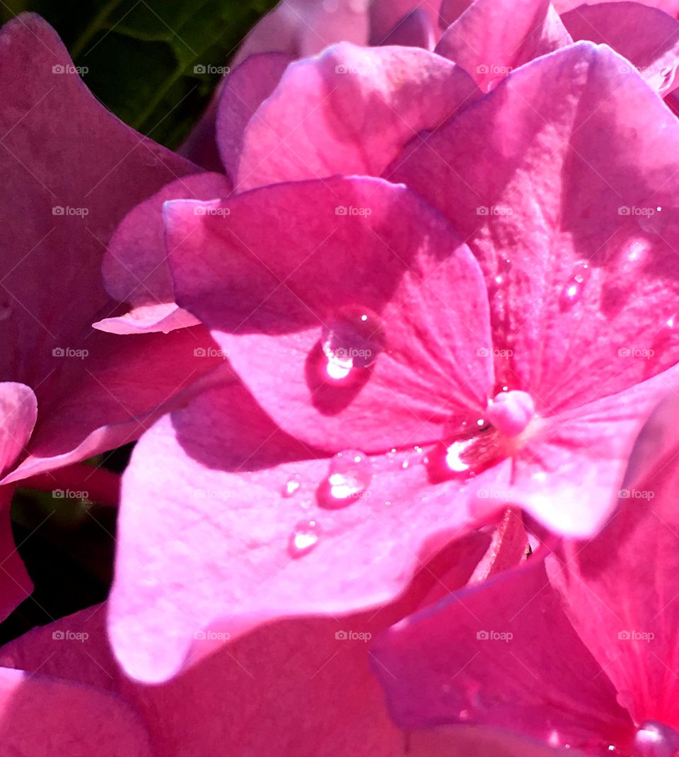 Pink flower with dew drop