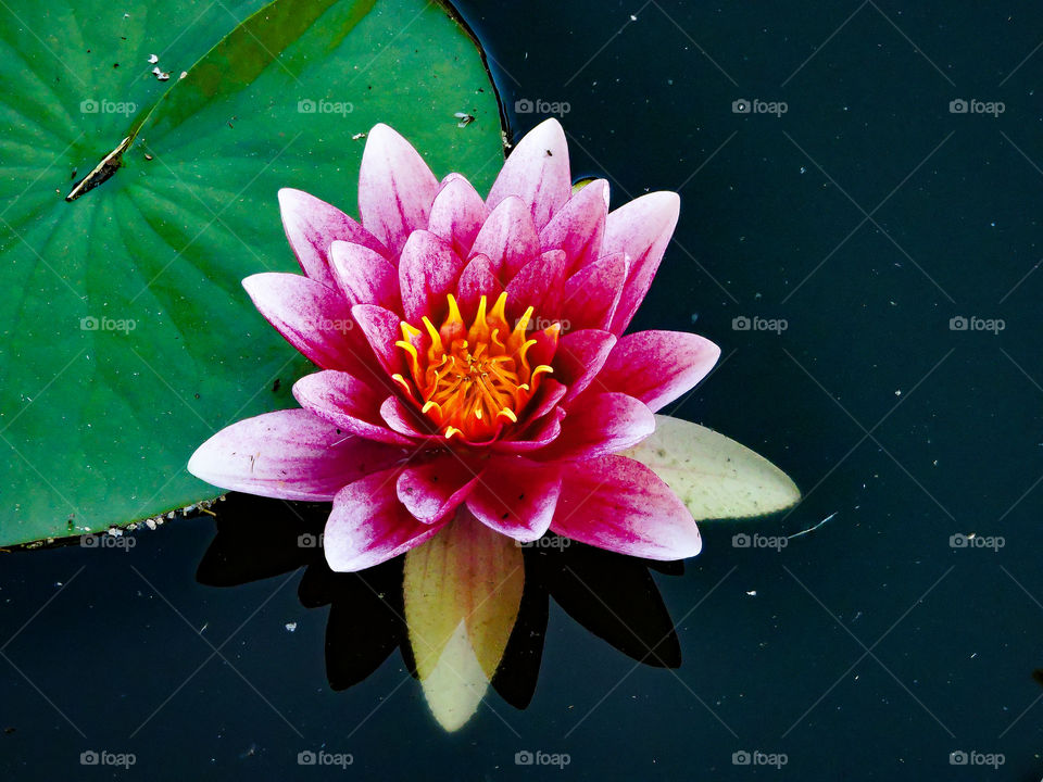 Waterlily.