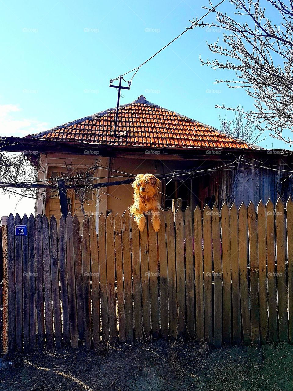 dog over the fence