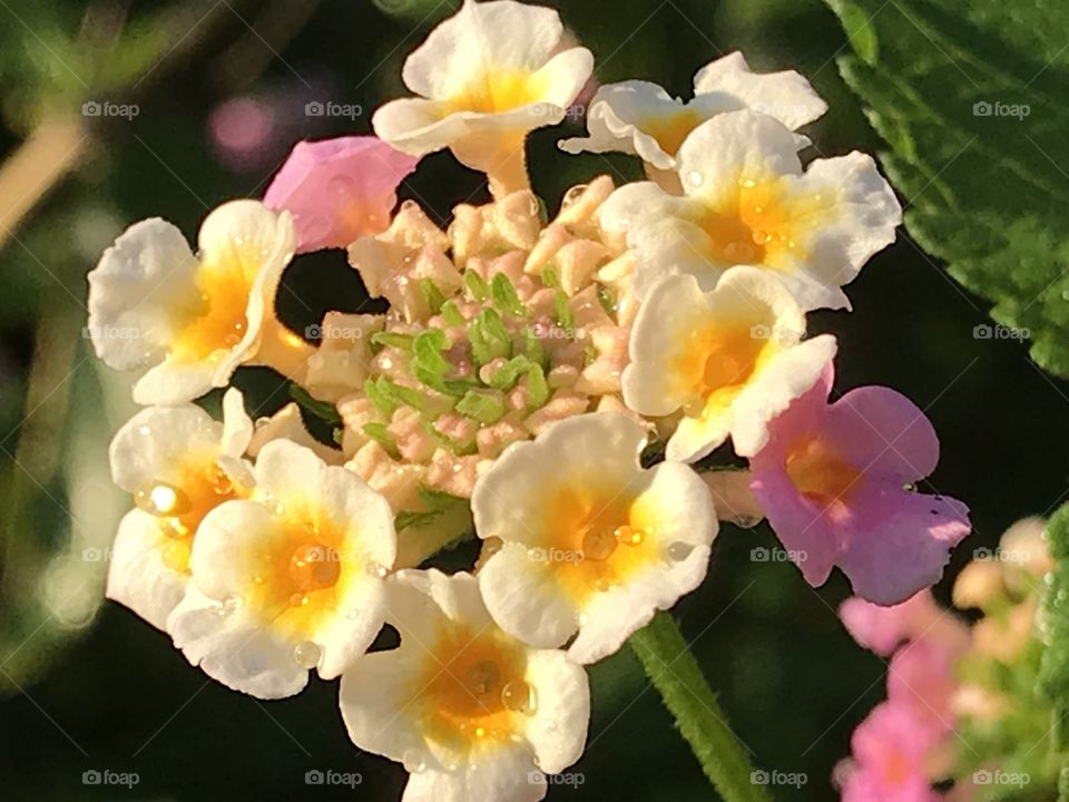 Lantana