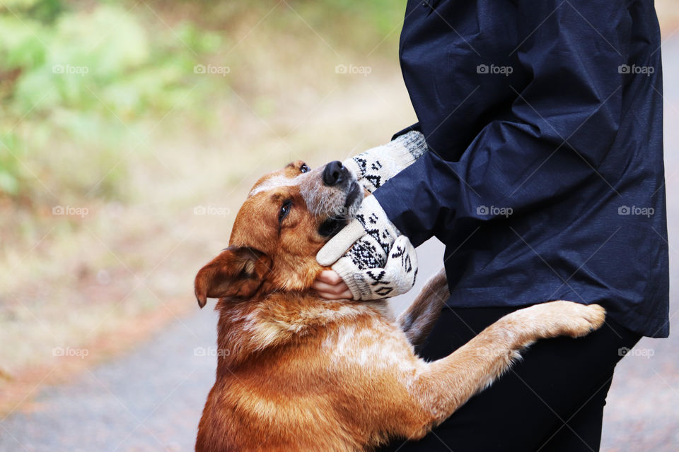 Happy dog enjoying affections