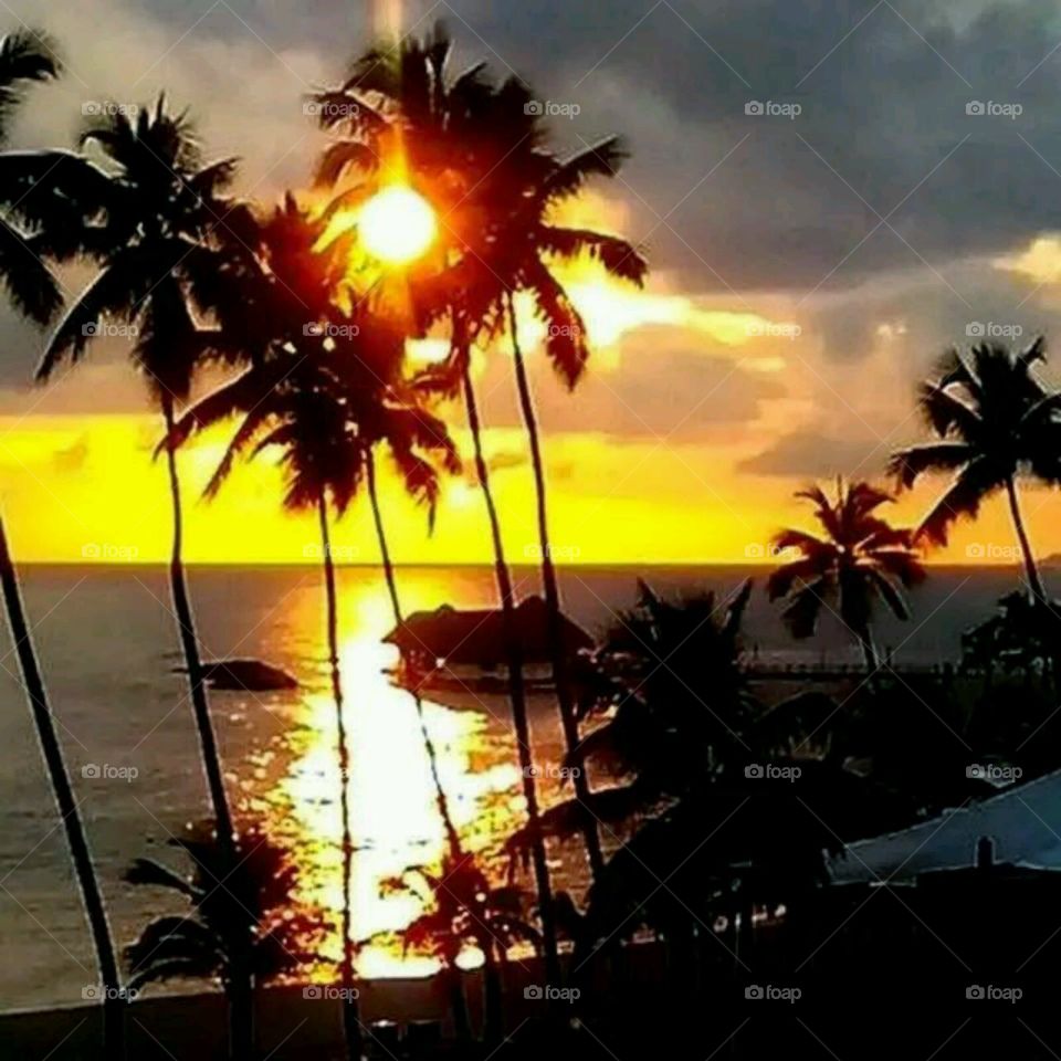 Palm, Beach, Sun, Tropical, Coconut