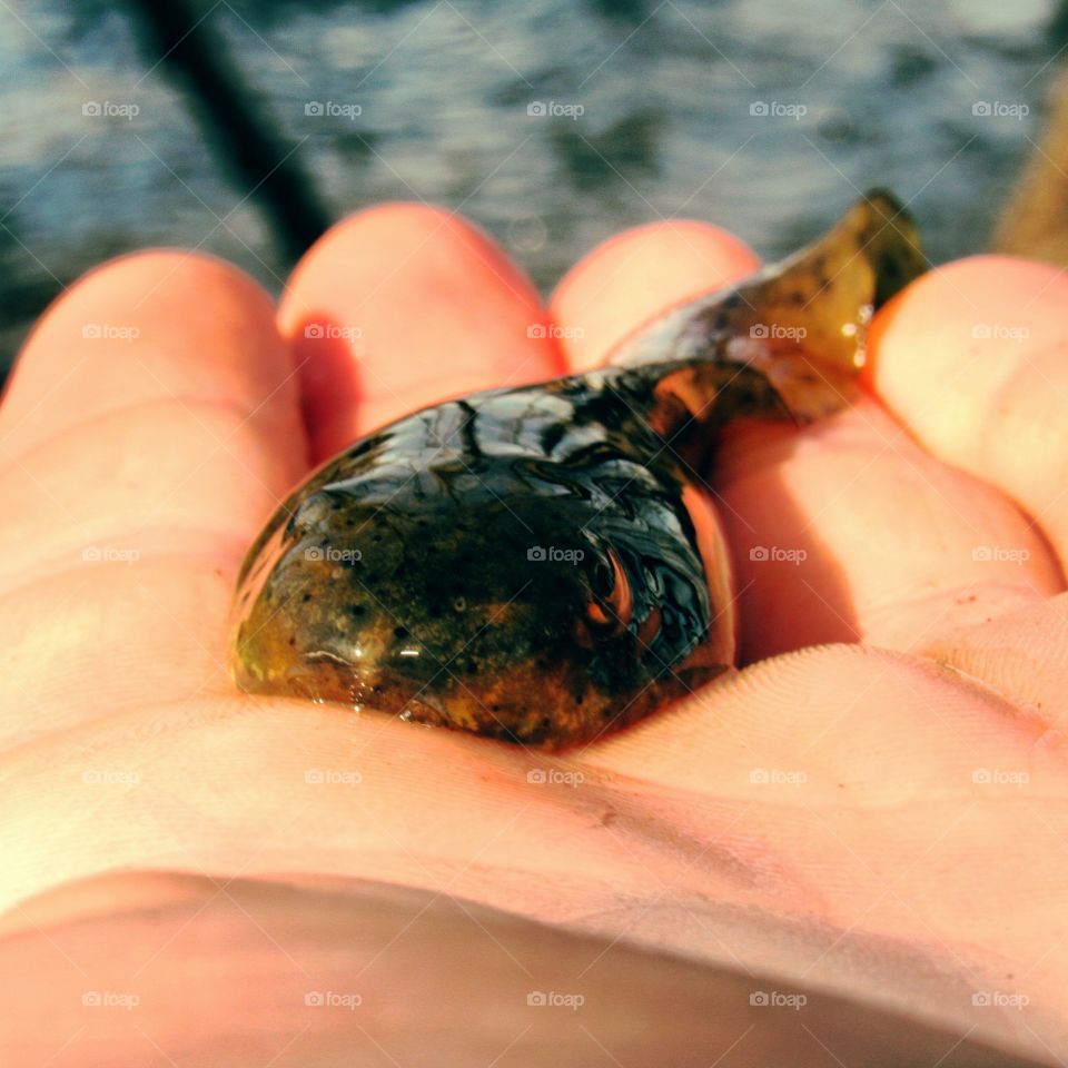 Tadpole 