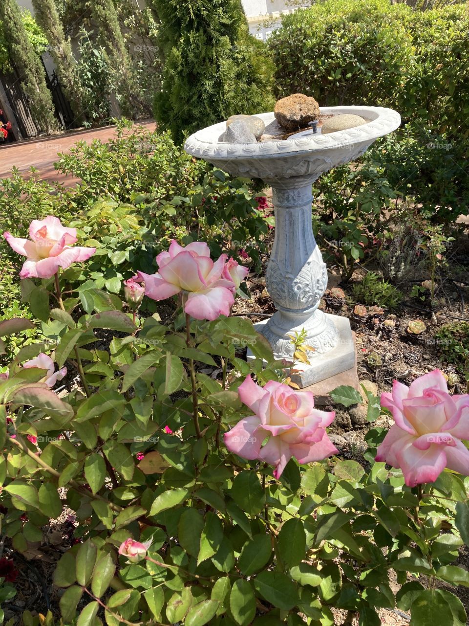 Birdbath in pink rose garden 