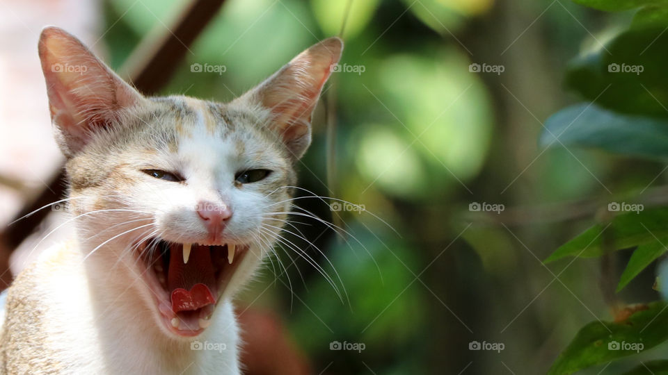 Hungry Wild Cat