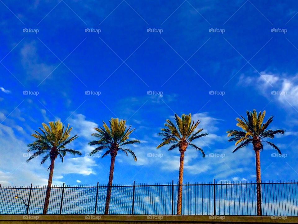 Palm tree against blue sky