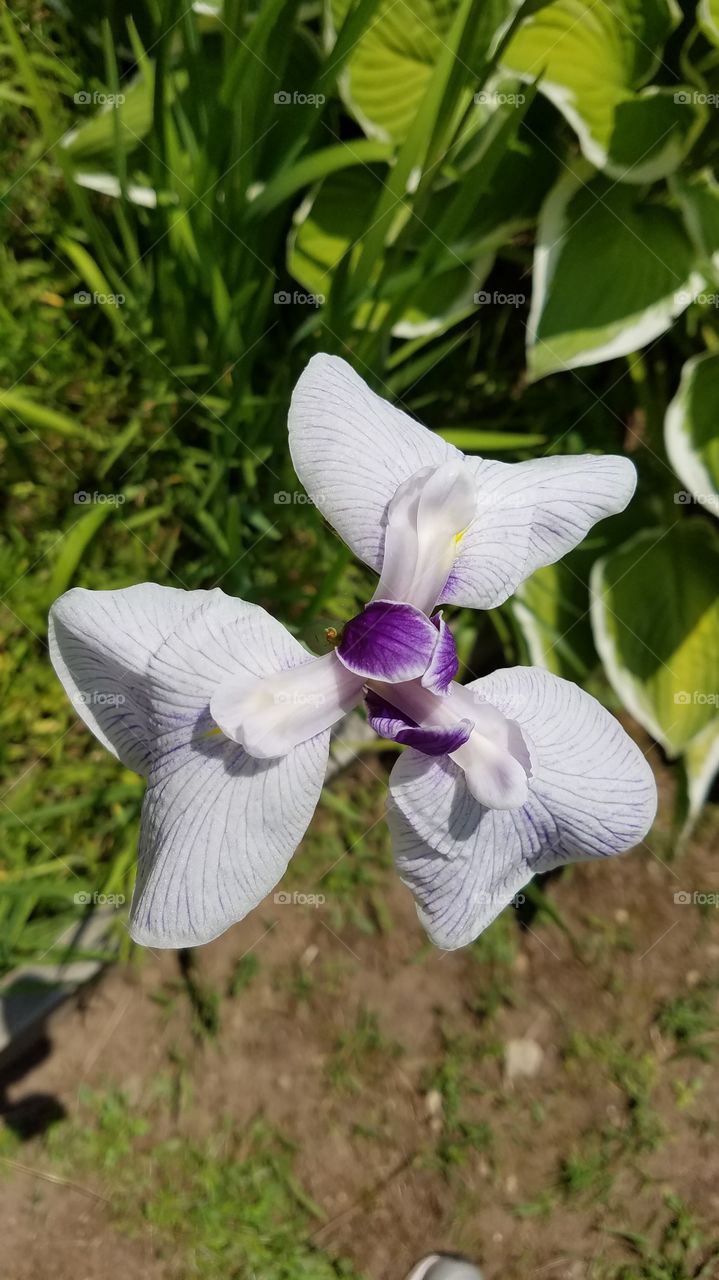 Iris in full summer bloom