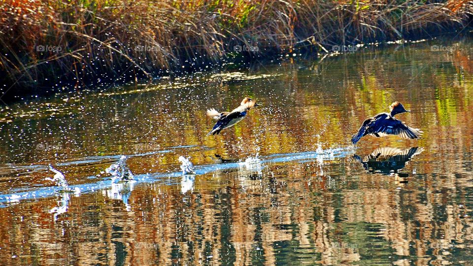 Skimming Ducks 2