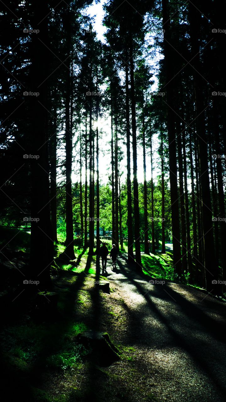 Summer walk through the forest.